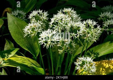 Allium ursinum Blätter Frühling und Blumen Wild Wood Knoblauch, Wild Garlic, Ramsons Stockfoto