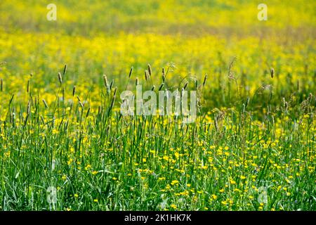 Wiesenfuchsschwanz, Feldgras Farm, Landschaft, grüner Hintergrund, lange Gräser niemand und gelbe Wiesenbutterhalme Stockfoto