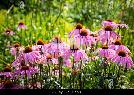 Prächtige violette Echinacea blüht in einem wunderschönen Garten in Kanada Stockfoto