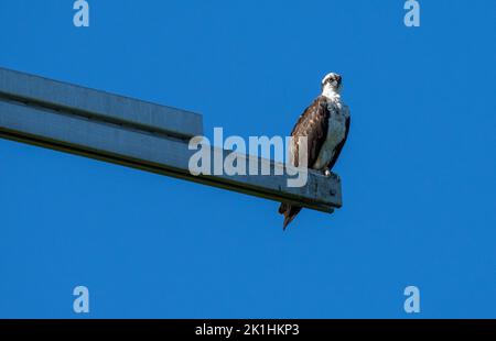 Osprey thront über dem St. Lawrence River vor einem blauen Himmel. Stockfoto