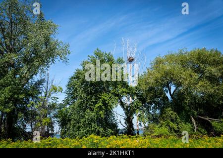 Weißkopfseeadler nisten in einem Park am Ufer des St. Lawrence River. Stockfoto