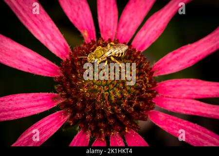 Nahaufnahme einer Bicolored Striped-Sweat-Biene auf einer prächtigen Echinacea-Blume. Stockfoto