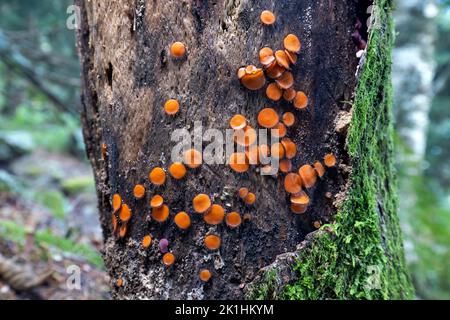 Gewöhnlicher Wimperpilz (Scutellinia scutellata) - craggy Gardens - Blue Ridge Parkway, in der Nähe von Asheville, North Carolina, USA Stockfoto