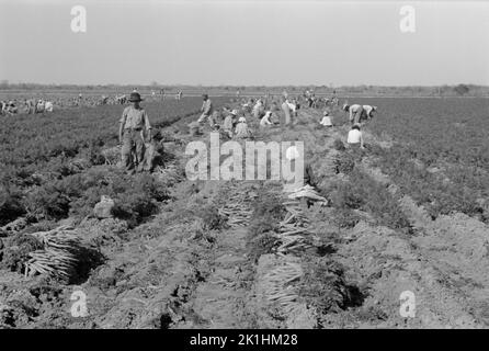 Mexikanische Landarbeiter auf einem Feld, auf dem Karotten geerntet werden. Edinburg, Texas, USA, 1939 Stockfoto