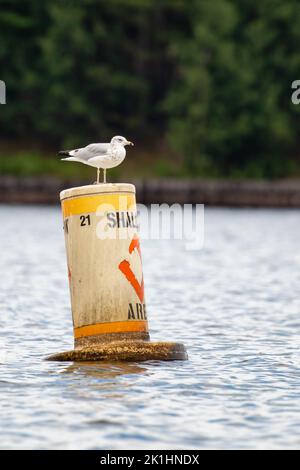 Ringmöwe (Larus delawarensis), die auf einer flachen Wasserboje thront Stockfoto