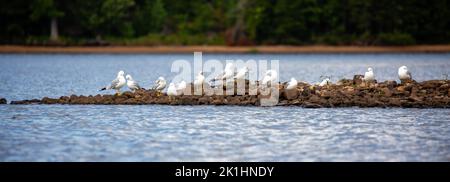 Ringmöwe (Larus delawarensis), die auf den Felsen einer Insel ruht, Panorama Stockfoto