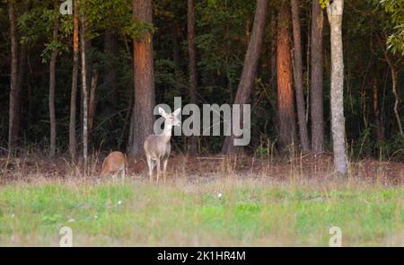 Whitetail sieht Gefahr, während seine Nachkommen in der Nähe von Raeford North Carolina fressen Stockfoto