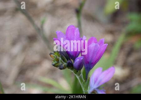 Bild von Babiana augustifolia in Blüte. Allgemein als „Pavianblume“ oder „Pavianlilie“ bezeichnet. Lila Blüten. Stockfoto