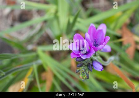 Bild von Babiana augustifolia in Blüte. Allgemein als „Pavianblume“ oder „Pavianlilie“ bezeichnet. Lila Blüten. Stockfoto