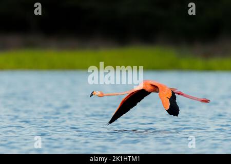 American Flamingo fliegt im Morgengrauen über einen See Stockfoto