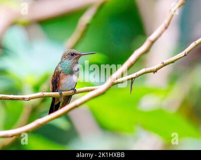 Schneebedeckter bauchige Kolibri, der auf einem Baum thront Stockfoto