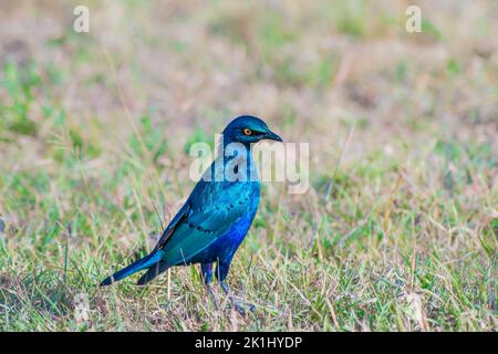 Greater Blue Eared Starling thronte auf dem Boden Stockfoto