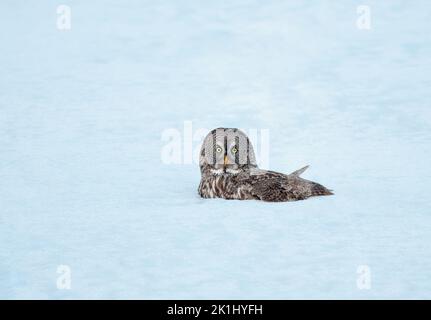 Große Graue Eule in der Schneejagd Stockfoto