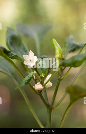 Nahaufnahme einer blühenden Chiliplanze mit Früchten, kleine weiße Blüten von gewöhnlichem Gemüse, die für einen würzigen Geschmack verwendet werden, im Garten, weicher Hintergrund Stockfoto