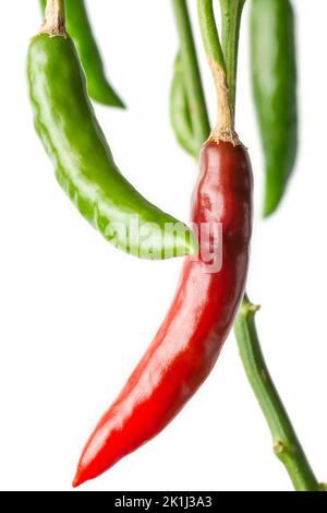 Nahaufnahme von grünen und roten Chilischoten, die in der Pflanze hängen, isoliert auf weißem Hintergrund, reifes und unreifes Gemüse, das für ihren würzigen Geschmack verwendet wird Stockfoto