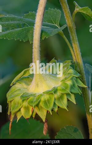 Ein verbrauchte Sonnenblumenkopf hat die meisten seiner schönen Blumenstrahlen vergossen, die Samen bleiben für vakuable Wildlife Feed, DesPlaines State Fish & Wildlife A Stockfoto