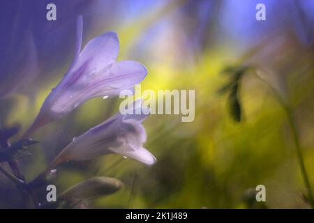 Eine Freesia (Freesia X hybrida) in Blüte. Beliebt als Zierfederball und duftender Federball. Stammt aus dem Osten Südafrikas Stockfoto