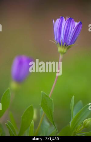 Blühende lila afrikanische Gänseblümchen (Osteospermum sp.), Nahaufnahme einer einzelnen Blüte. Stockfoto