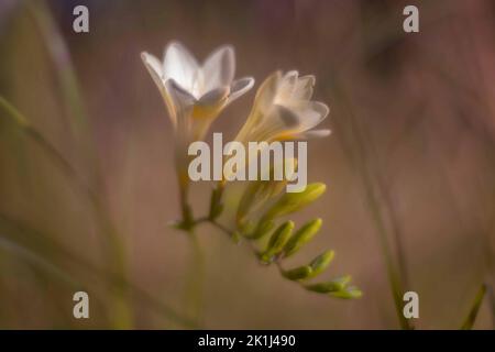 Eine Freesia (Freesia X hybrida) in Blüte. Beliebt als Zierfederball und duftender Federball. Stammt aus dem Osten Südafrikas Stockfoto