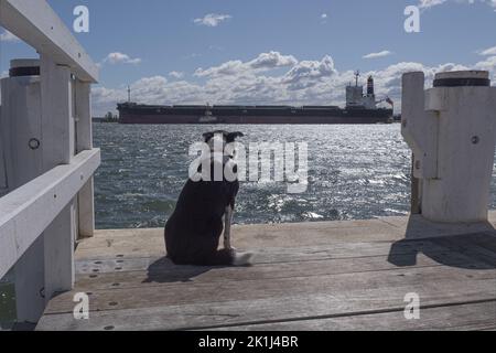 Border Collie (Canis familiaris) auf einer Hafenpromenade mit Blick auf ein festgemachtes Schiff auf der anderen Seite einer Bucht. Stockfoto