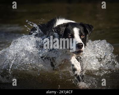 Border Collie (Canis familiaris), der eine Welle einfängt. Stockfoto