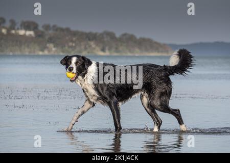 Border Collie (Canis familiaris), der am Ufer mit einer Kugel im Mund spaziert und den Besitzer hinter der Kamera betrachtet. Stockfoto