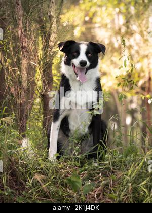 Border Collie (Canis familiaris) sitzt hoch im Wald und keucht. Stockfoto