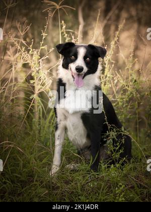 Border Collie (Canis familiaris) sitzt hoch im Wald und keucht. Stockfoto