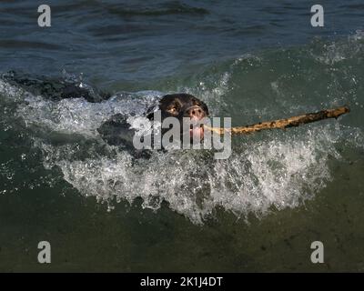 Schwarzer labrador (Canis familiaris), der eine Welle mit einem langen Stock im Mund fängt. Stockfoto