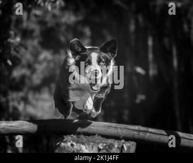 Border Collie (Canis familiaris), der einen Spielsprung freigibt. Stockfoto