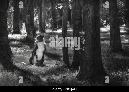 Border Collie (Canis familiaris), Erwachsener, der in einem Wald sitzt. Stockfoto