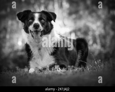 Border Collie (Canis familiaris), der sich hinlegt und auf Anweisungen wartet. Stockfoto