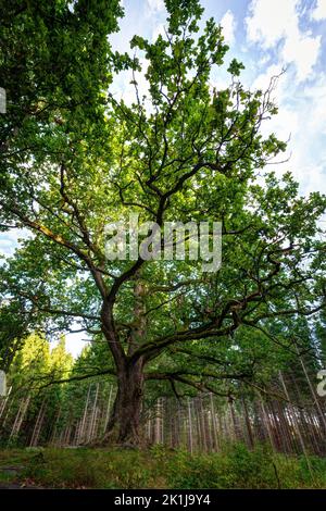 Üppig und grün die Eiche von Paavola (Paavolan Tami) - große, alte und berühmte Eiche in Lohja, Finnland, an einem sonnigen Tag im Sommer. Stockfoto