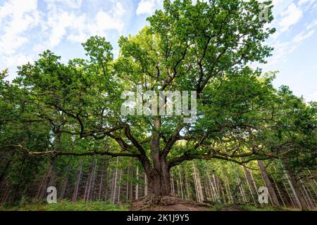 Üppig und grün die Eiche von Paavola (Paavolan Tami) - große, alte und berühmte Eiche in Lohja, Finnland, an einem sonnigen Tag im Sommer. Stockfoto