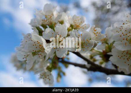Kirschblüte und wolkig blauer Himmel Stockfoto