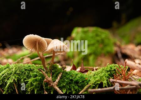 Blutender Feenhelmpilz (mycena haematopus) auf dem Waldboden Stockfoto