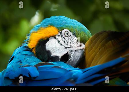 Porträt eines blau-gelben Aras Stockfoto