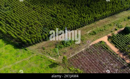 Luftaufnahme von Hochspannungsmasten und Stromleitungen in der Nähe einer Eukalyptusplantage in Thailand. Draufsicht auf Hochspannungsmasten auf dem Land in der Nähe von gr Stockfoto