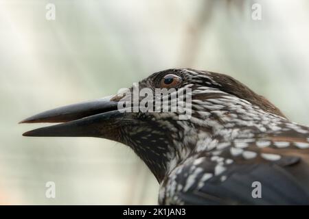 Porträt eines gefleckten Nussknackers (Nucifraga caryocatactes) Stockfoto