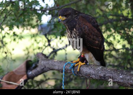 Ein harris-Falke wurde mit einem Seil an einen Ast im Wald gebunden Stockfoto