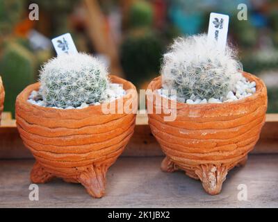 Kaktustopf im Garten, Kaktusdornen, Nahaufnahme Kaktusdornen, Kaktushintergrund. Stockfoto