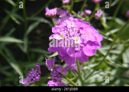 Violette Blüten von wildem Candytuft oder Rucola Candytuft oder bitterem Candytuft (Iberis amara) aus der Nähe Stockfoto