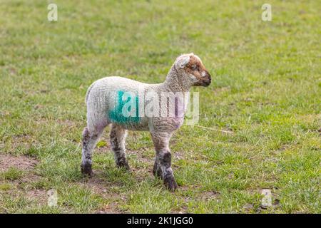 Ein junges Lamm mit einer grünen Markierung allein in einem Grasfeld Stockfoto