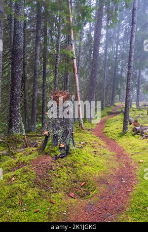 Kurvenreicher Weg im Wald durch einen Baumstumpf Stockfoto
