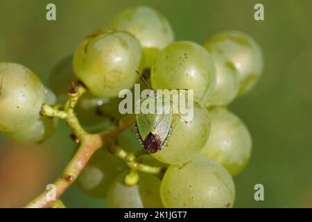 Nahaufnahme eines grünen Schildwanzers (Palomena prasina), Familie Pentatomidae auf einem Bund grüner Trauben. Holländischer Garten. Niederlande, September Stockfoto