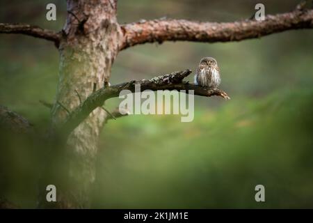 Eurasische Zwergeule, die auf einem Ast im Kiefernwald mit Kopierraum sitzt. Stockfoto