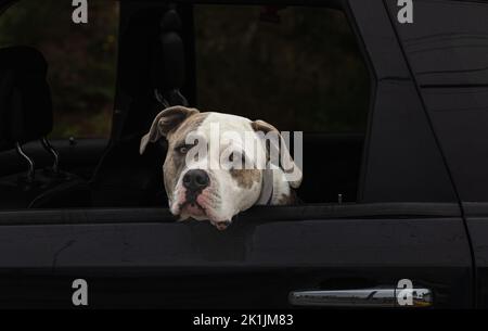 American Pit Bull Terrier Hund sitzt im Auto mit offenem Fenster. Nah uo eines Hundes in einem Auto. Niemand, Straßenfoto, selektiver Fokus Stockfoto