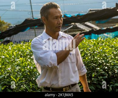 Kiyomi Uchino auf den Teefeldern seiner Farm. Je nach Wetter zieht er Netze über die Teepflanzen. Dies erlaubt ihm, das Aroma seiner Ernte zu beeinflussen. Weniger Sonnenlicht bedeutet weniger Bitterkeit und Adstringenz. Shizuoka, Japan Stockfoto