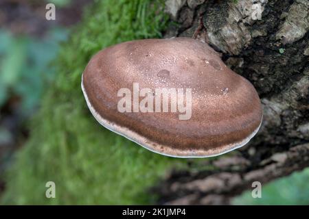 Birke Polypore, Piptoporus betulinus, reifer Bracket wächst auf Silberbirke, Norfolk, Oktober Stockfoto