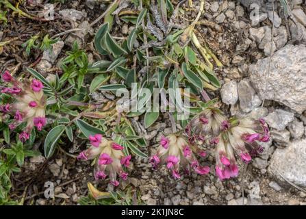 Nierenvetch in seiner rosa Pyrenäenform, Anthyllis vulneraria subsp. Pyrenaica. Pyrenäen. Stockfoto